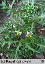 Solanum triflorum (psianka trzykwiatowa)