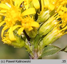 Solidago ×niederederi (nawłoć Nideredera)