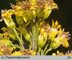 Solidago ×niederederi (nawłoć Nideredera)