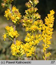 Solidago ×niederederi (nawłoć Nideredera)