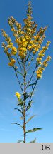 Solidago ×niederederi (nawłoć Nideredera)