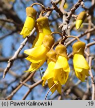 Sophora microphylla (sofora drobnolistna)