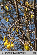 Sophora microphylla (sofora drobnolistna)