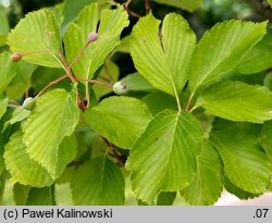 Sorbus alnifolia (jarząb olszolistny)