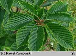 Sorbus alnifolia Red Bird