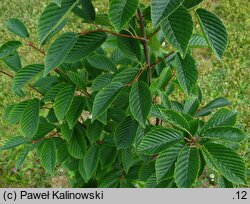 Sorbus alnifolia Red Bird