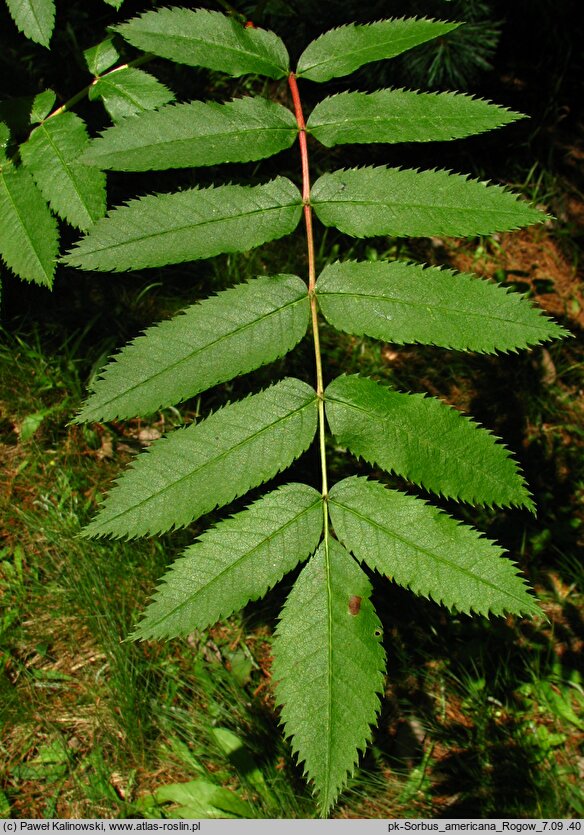 Sorbus americana (jarząb amerykański)