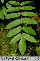 Sorbus americana (jarząb amerykański)