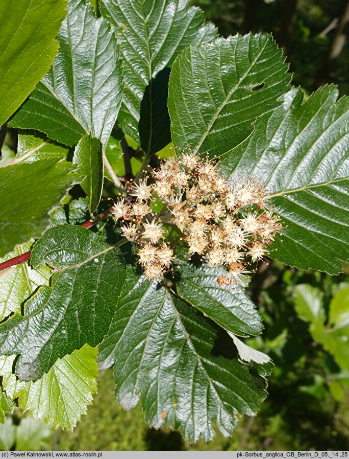 Hedlundia anglica