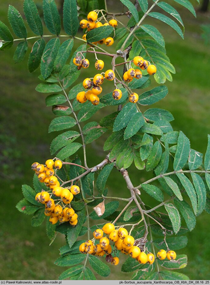 Sorbus aucuparia Xanthocarpa