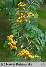 Sorbus aucuparia Xanthocarpa