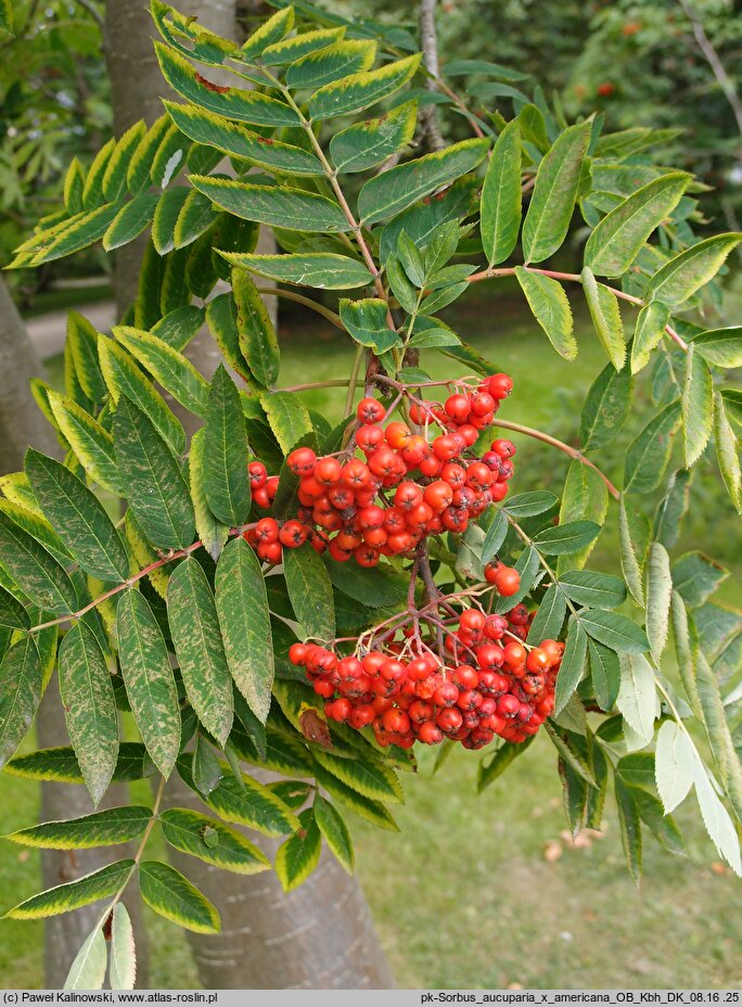 Sorbus aucuparia x americana