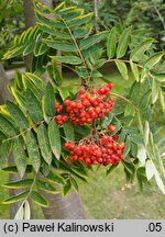 Sorbus aucuparia x americana