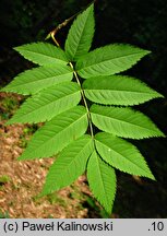 Sorbus commixta (jarząb dalekowschodni)