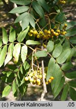 Sorbus commixta (jarząb dalekowschodni)