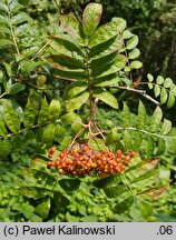 Sorbus commixta (jarząb dalekowschodni)