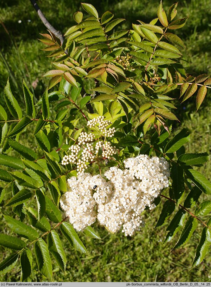 Sorbus commixta (jarząb dalekowschodni)