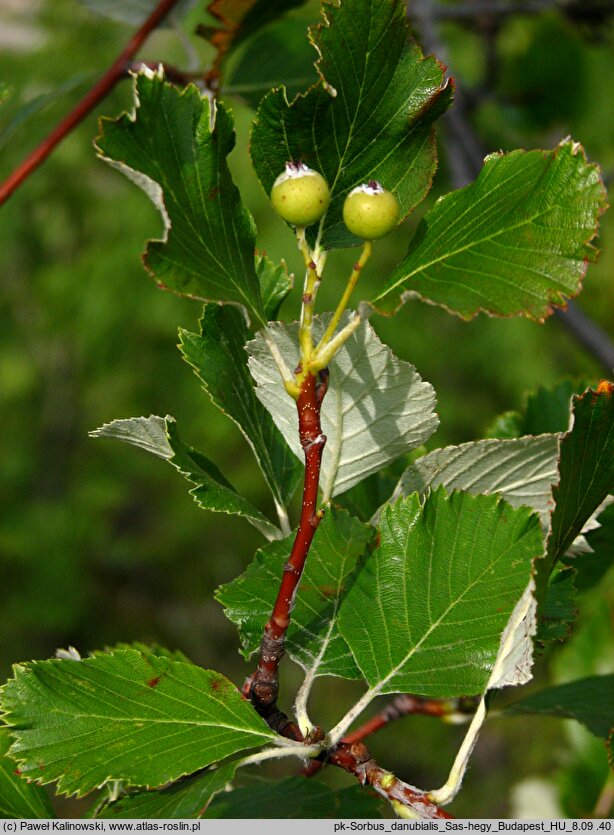 Aria danubialis