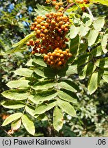 Sorbus decora (jarząb nadobny)