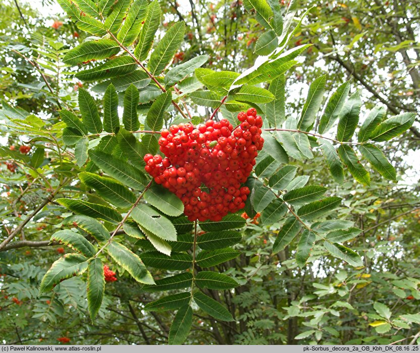 Sorbus decora (jarząb nadobny)