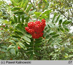 Sorbus decora (jarząb nadobny)