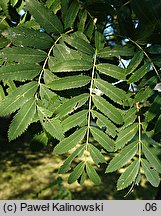 Sorbus domestica (jarząb domowy)