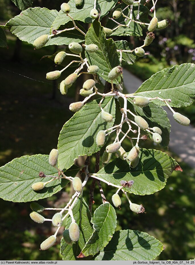 Sorbus folgneri (jarząb Folgnera)