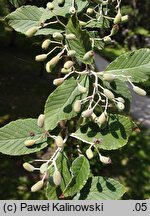 Sorbus folgneri (jarząb Folgnera)