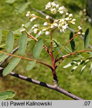 Sorbus forrestii (jarząb Forresta)