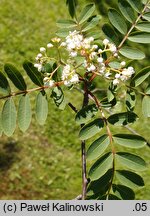 Sorbus forrestii (jarząb Forresta)