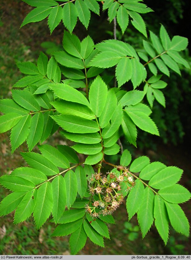 Sorbus gracilis (jarząb delikatny)