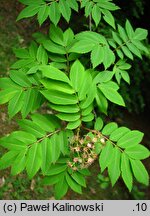 Sorbus gracilis (jarząb delikatny)