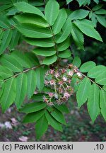 Sorbus gracilis (jarząb delikatny)