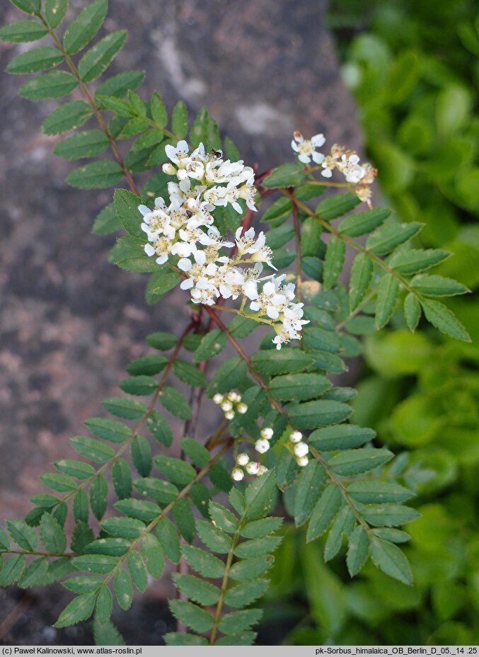 Sorbus himalaica (jarząb himalajski)