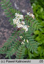 Sorbus himalaica (jarząb himalajski)