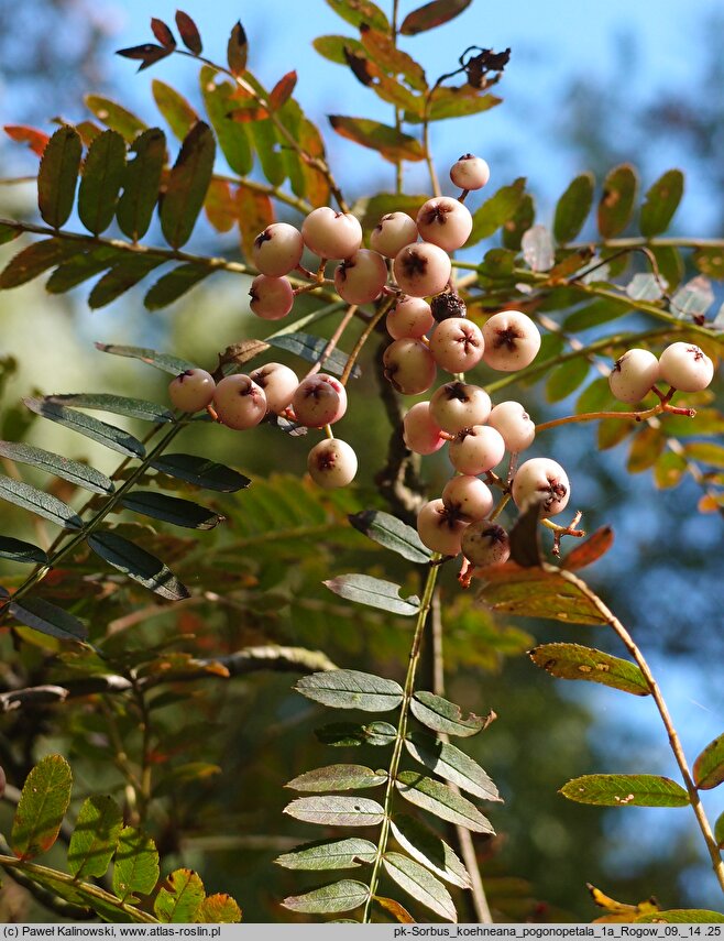 Sorbus koehneana (jarząb Koehnego)