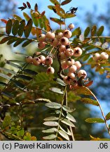 Sorbus koehneana (jarząb Koehnego)