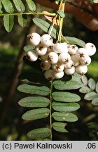 Sorbus koehneana (jarząb Koehnego)