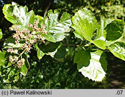Sorbus latifolia (jarząb szerokolistny)