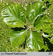 Sorbus latifolia (jarząb szerokolistny)