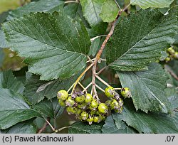 Sorbus latifolia (jarząb szerokolistny)