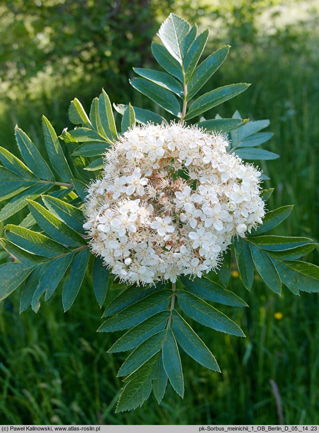 Sorbus meinichii