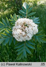 Sorbus meinichii