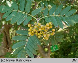 Sorbus meinichii