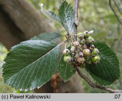 Aria obtusifolia (jarząb norweski)