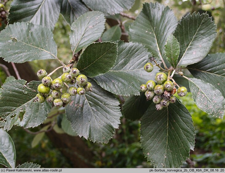 Aria obtusifolia (jarząb norweski)