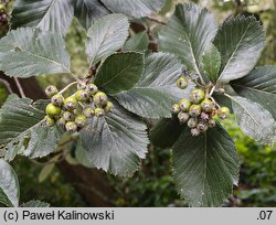 Aria obtusifolia (jarząb norweski)