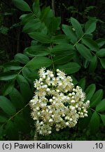 Sorbus occidentalis