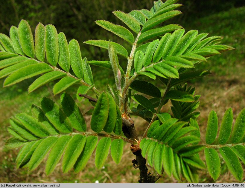Sorbus poteriifolia