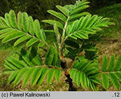 Sorbus poteriifolia